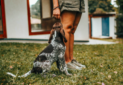 Multata perché non raccoglie i bisogni del cane